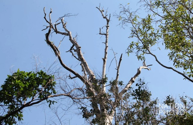 พิธีบวงสรวง ตัดไม้จันทน์หอม