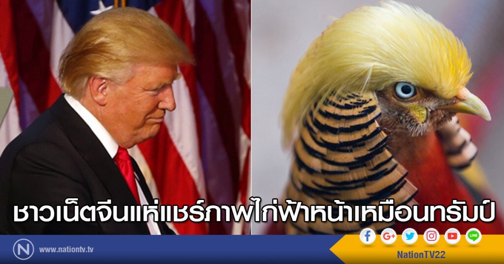 ชาวเน็ตจีนแห่แชร์ภาพไก่ฟ้าหน้าเหมือนทรัมป์ ชาวเน็ตจีนแห่แชร์ภาพไก่ฟ้าหน้าเหมือนทรัมป์