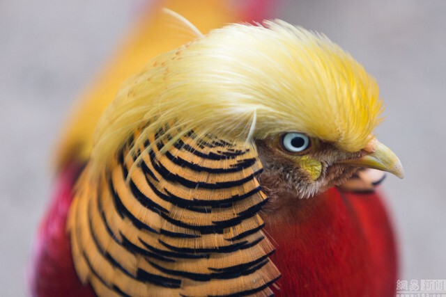 ชาวเน็ตจีนแห่แชร์ภาพไก่ฟ้าหน้าเหมือนทรัมป์