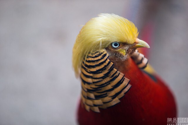 ชาวเน็ตจีนแห่แชร์ภาพไก่ฟ้าหน้าเหมือนทรัมป์