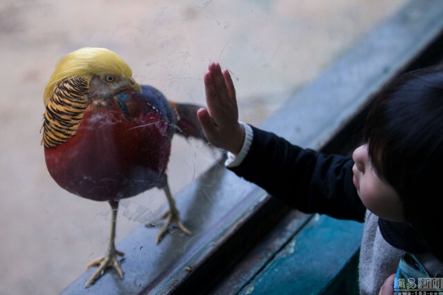 ชาวเน็ตจีนแห่แชร์ภาพไก่ฟ้าหน้าเหมือนทรัมป์
