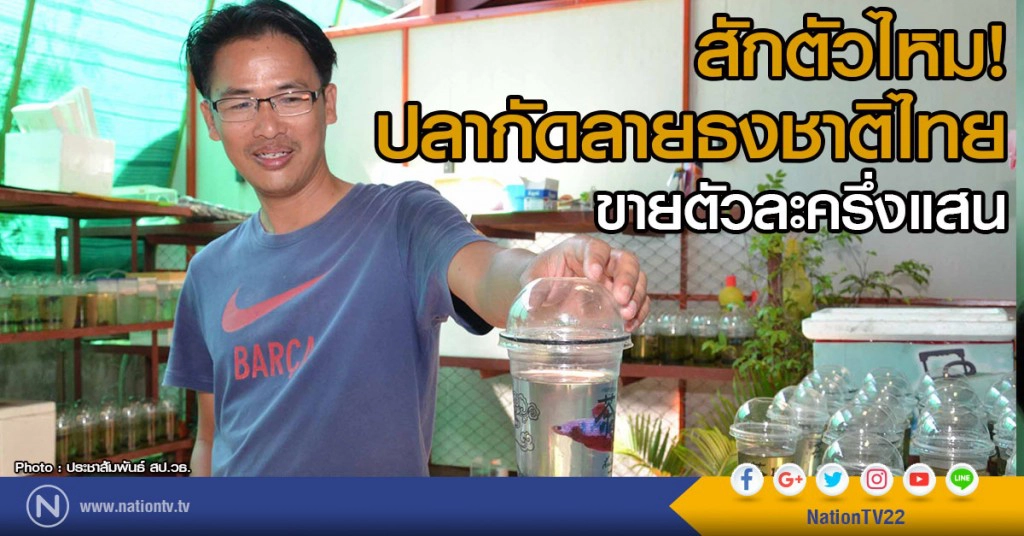สักตัวไหม!
ปลากัดลายธงชาติไทย ขายตัวละครึ่งแสน
