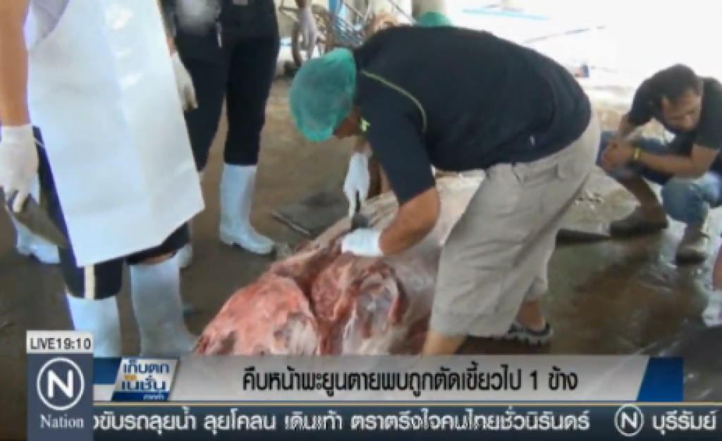คืบหน้าพะยูนตายพบถูกตัดเขี้ยวไป 1 ข้าง