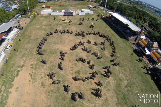 ภาพมุมสูง ช้างกว่า 300 เชือก แปรอักษรเป็นรูปเลขเก้าล้อมรอบด้วยหัวใจ