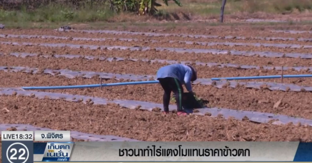 ชาวนาพิจิตร หันมาปลูกแตงโม หลังข้าวราคาตก ชาวนาพิจิตร หันมาปลูกแตงโม หลังข้าวราคาตก
