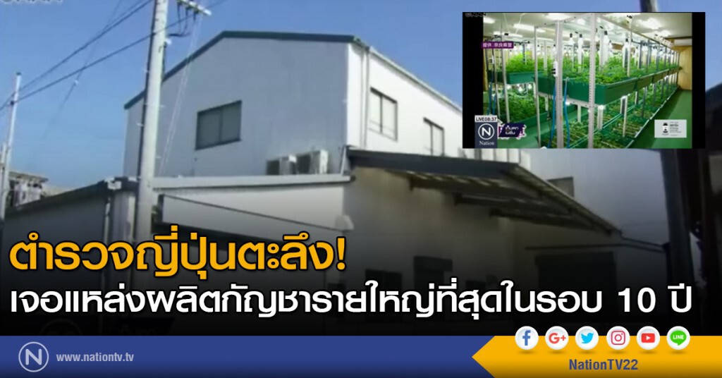 ตำรวจญี่ปุ่นทลายแหล่งปลูกกัญชา ตำรวจญี่ปุ่นทลายแหล่งปลูกกัญชา