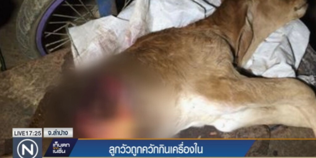 ชาวบ้านผวา หลังลูกวัวถูกควักกินแต่เครื่องใน ชาวบ้านผวา หลังลูกวัวถูกควักกินแต่เครื่องใน