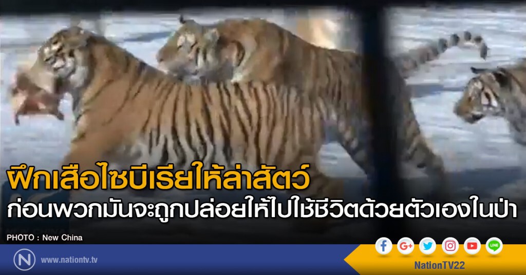 ฝึกเสือไซบีเรียให้ล่าสัตว์