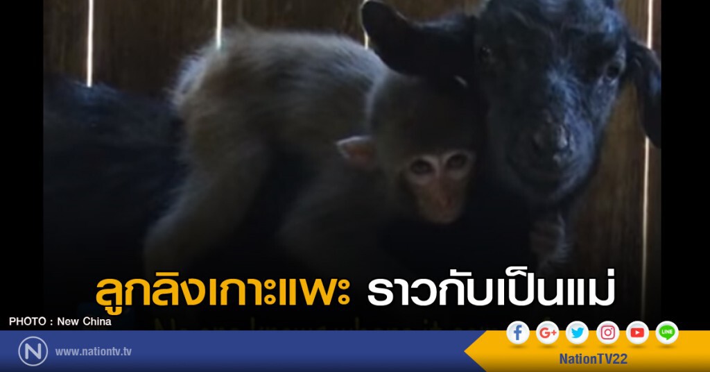 ลูกลิงเกาะแพะราวกับเป็นแม่ ลูกลิงเกาะแพะราวกับเป็นแม่