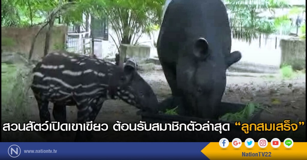 สวนสัตว์เปิดเขาเขียว ต้อนรับสมาชิกตัวล่าสุด "ลูกสมเสร็จ" สวนสัตว์เปิดเขาเขียว ต้อนรับสมาชิกตัวล่าสุด "ลูกสมเสร็จ"