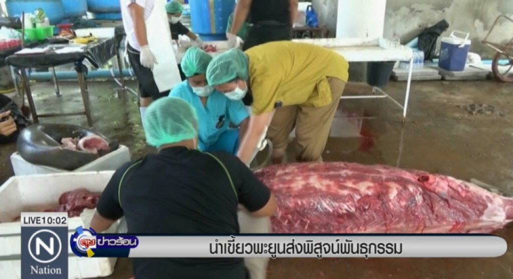 นำเขี้ยวพะยูนส่งพิสูจน์พันธุกรรม นำเขี้ยวพะยูนส่งพิสูจน์พันธุกรรม