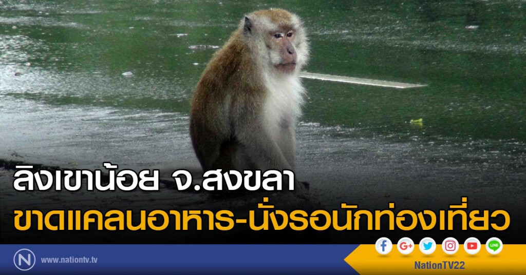 ลิงเขาน้อย จ.สงขลา ขาดแคลนอาหาร-นั่งรอนักท่องเที่ยว