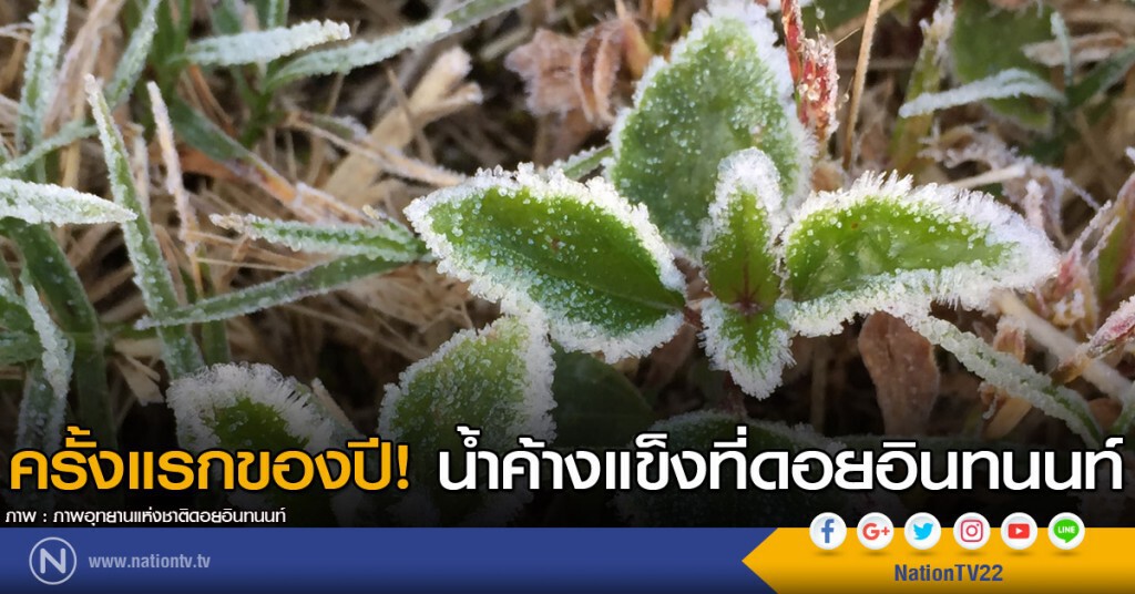 ครั้งแรกของปี! น้ำค้างแข็งที่ดอยอินทนนท์