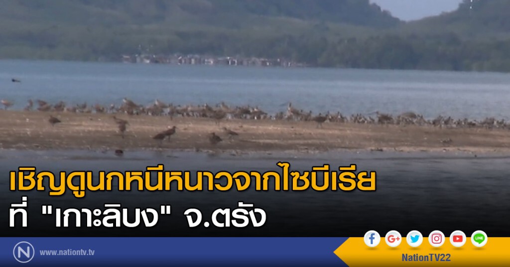 เชิญดูนกหนีหนาวจากไซบีเรีย ที่"เกาะลิบง"อ.กันตัง จ.ตรัง เชิญดูนกหนีหนาวจากไซบีเรีย ที่"เกาะลิบง"อ.กันตัง จ.ตรัง