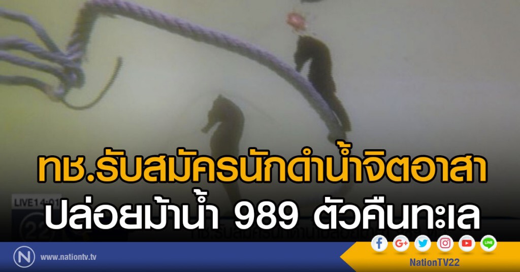 ทช.รับสมัครนักดำน้ำปล่อยม้าน้ำ 989 ตัว ทช.รับสมัครนักดำน้ำปล่อยม้าน้ำ 989 ตัว