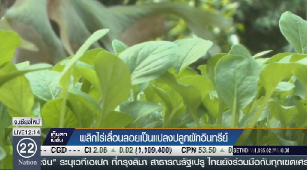 พลิกไร่เลื่อนลอยเป็นแปลงปลูกผักอินทรีย์ พลิกไร่เลื่อนลอยเป็นแปลงปลูกผักอินทรีย์