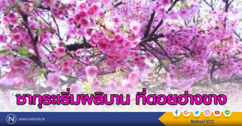 ซากุระเริ่มผลิบาน ที่ดอยอ่างขาง ซากุระเริ่มผลิบาน ที่ดอยอ่างขาง