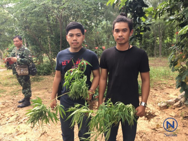 หนุ่มเยอรมันลอบปลูกกัญชา 13 ไร่
อ้างสกัดน้ำมันทำยารักษามะเร็ง