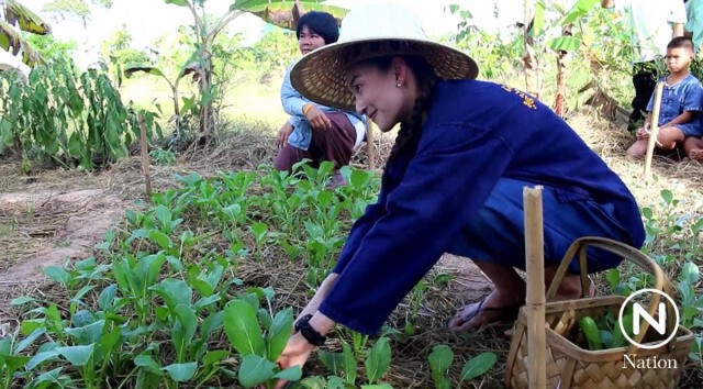 "แพนเค้ก" ลุยเกี่ยวข้าวที่แปลงนาศูนย์กสิกรรมธรรมชาติ