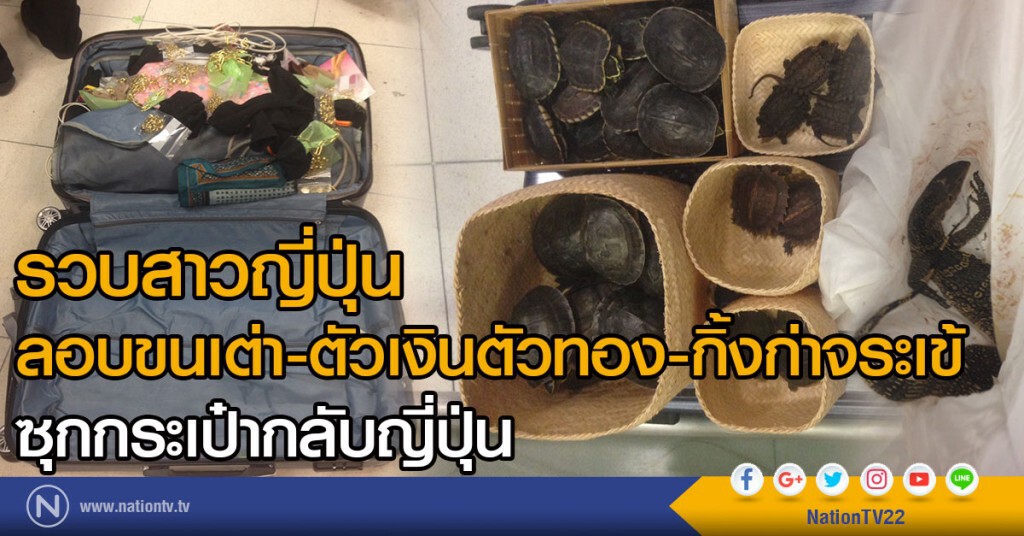 รวบสาวญี่ปุ่น 
ลอบขนเต่า-ตัวเงินตัวทอง-กิ้งก่าจระเข้
ซุกกระเป๋ากลับญี่ปุ่น