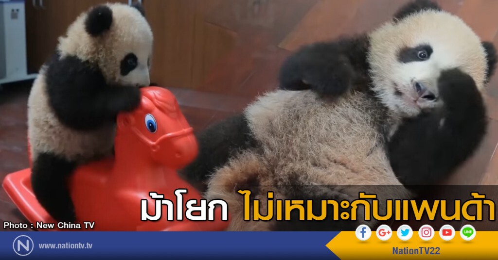 ม้าโยกไม่เหมาะกับแพนด้า ม้าโยกไม่เหมาะกับแพนด้า