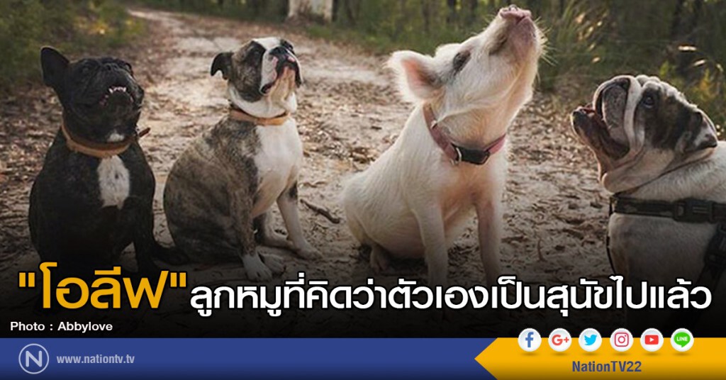 "โอลีฟ" ลูกหมูที่คิดว่าตัวเองเป็นสุนัขไปแล้ว "โอลีฟ" ลูกหมูที่คิดว่าตัวเองเป็นสุนัขไปแล้ว