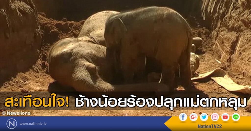 สะเทือนใจ ช้างน้อยร้องปลุกแม่ตกหลุม สะเทือนใจ ช้างน้อยร้องปลุกแม่ตกหลุม