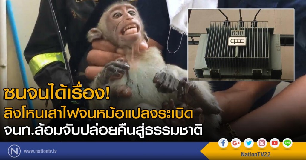 ซนจนได้เรื่อง! ลิงโหนเสาไฟจนหม้อแปลงระเบิด จนท.ล้อมจับปล่อยคืนสู่ธรรมชาติ