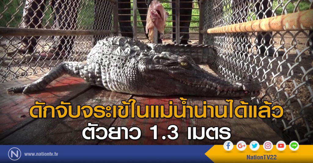 ดักจับจระเข้ในแม่น้ำน่านได้แล้ว ตัวยาว 1.3 เมตร