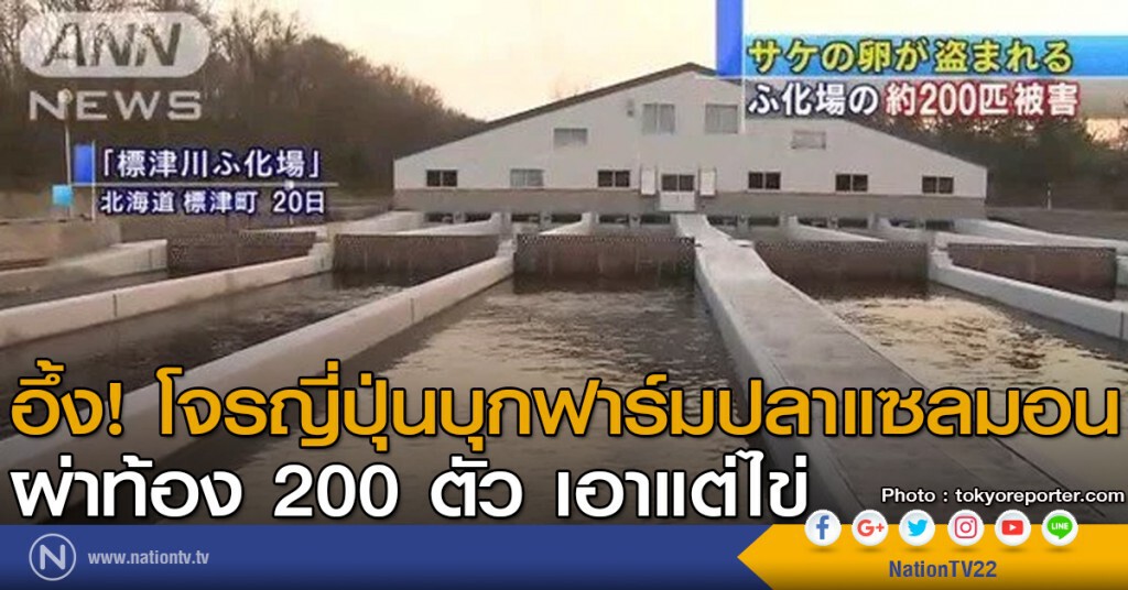 อึ้ง! โจรญี่ปุ่นบุกฟาร์มปลาแซลมอน ผ่าท้อง 200 ตัว เอาแต่ไข่