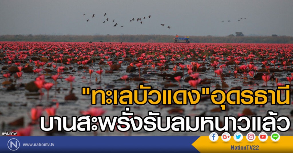 ชมทะเลบัวแดงบานสะพรั่ง ชมทะเลบัวแดงบานสะพรั่ง
