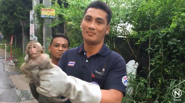 ซนจนได้เรื่อง! ลิงโหนเสาไฟจนหม้อแปลงระเบิด จนท.ล้อมจับปล่อยคืนสู่ธรรมชาติ