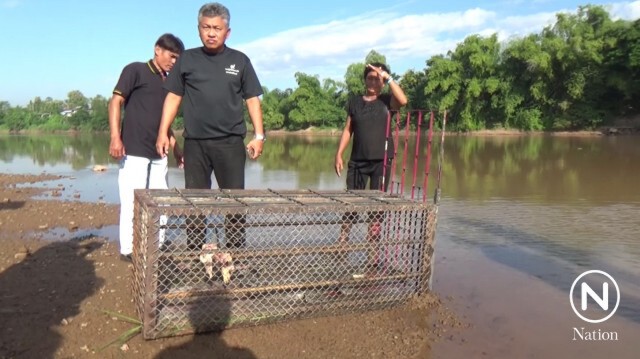 ดักจับจระเข้ในแม่น้ำน่านได้แล้ว ตัวยาว 1.3 เมตร