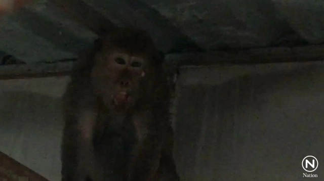 ซนจนได้เรื่อง! ลิงโหนเสาไฟจนหม้อแปลงระเบิด จนท.ล้อมจับปล่อยคืนสู่ธรรมชาติ