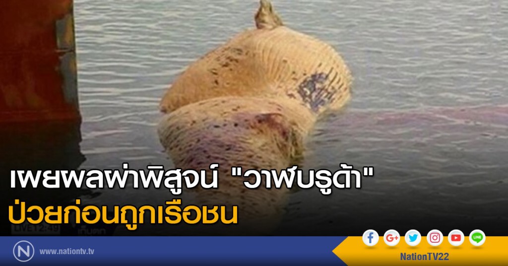 เผยผลผ่าพิสูจน์ "วาฬบรูด้า" ป่วยก่อนถูกเรือชน