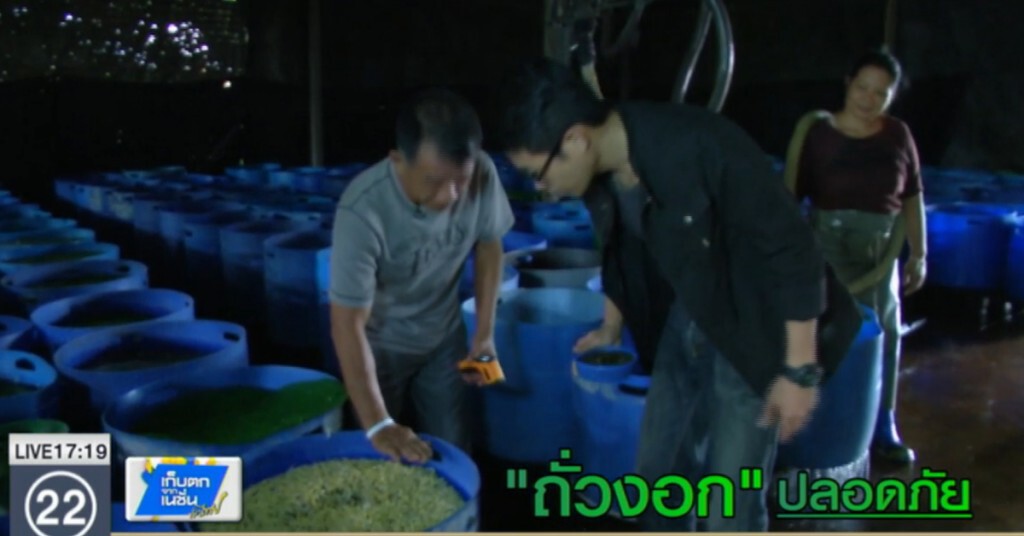 "ถั่วงอก" ปลอดภัย "ถั่วงอก" ปลอดภัย