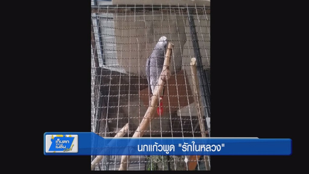 นกแก้วพูด "รักในหลวง" นกแก้วพูด "รักในหลวง"