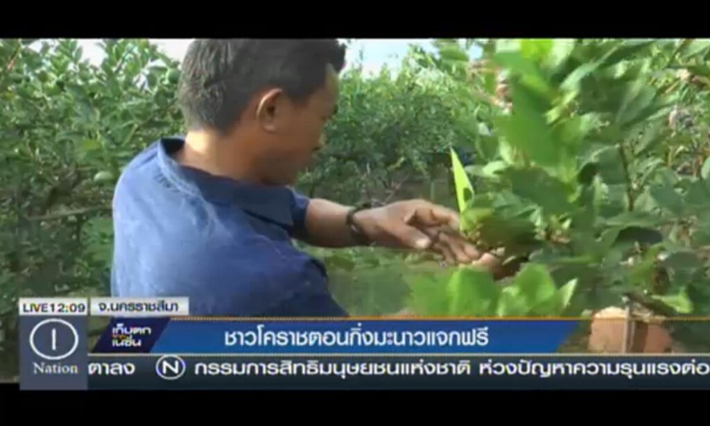 ชาวโคราชตอนกิ่งมะนาว 999 กิ่ง แจกประชาชน ชาวโคราชตอนกิ่งมะนาว 999 กิ่ง แจกประชาชน