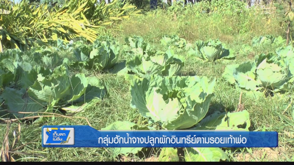 ตะลอนทั่วทิศ - กลุ่มฮักน้ำจางปลูกผักอินทรีย์ตามรอยเท้าพ่อ ตะลอนทั่วทิศ - กลุ่มฮักน้ำจางปลูกผักอินทรีย์ตามรอยเท้าพ่อ