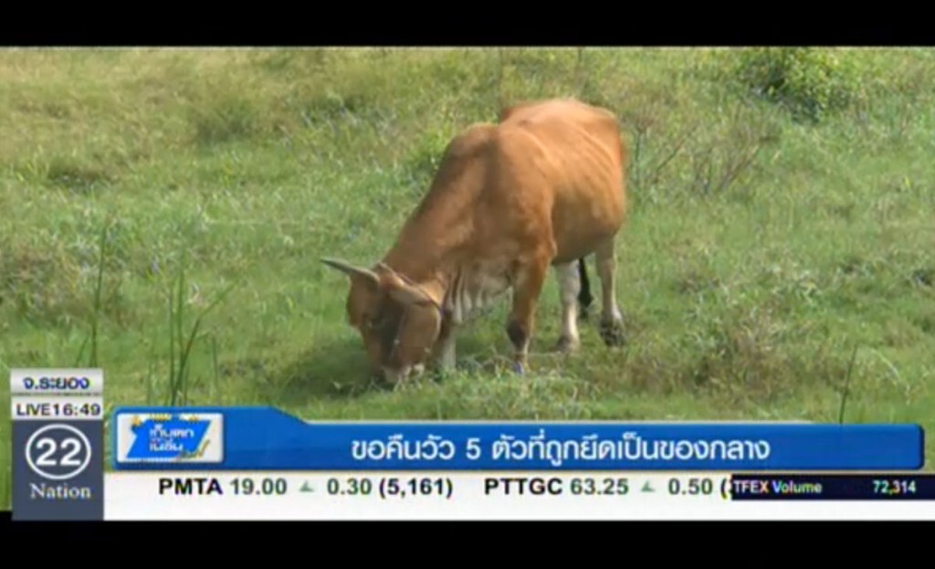 ขอคืนวัว 5 ตัวที่ถูกยึดเป็นของกลาง