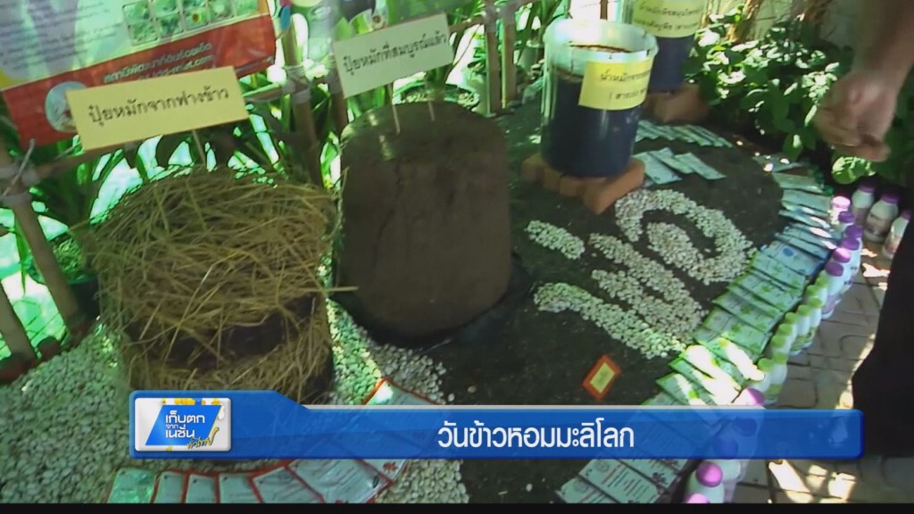 ตะลอนทั่วทิศ - วันข้าวหอมมะลิโลก ข้าวของแผ่นดิน ถิ่นทุ่งกุลา ตะลอนทั่วทิศ - วันข้าวหอมมะลิโลก ข้าวของแผ่นดิน ถิ่นทุ่งกุลา