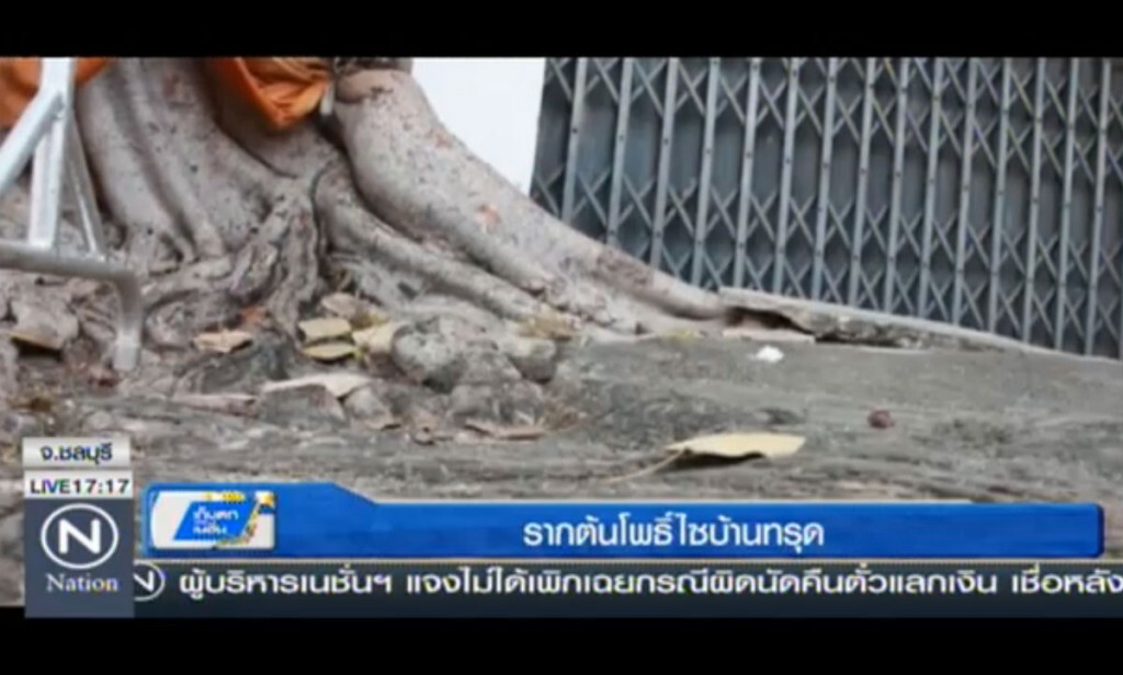 รากต้นโพธิ์ไชบ้านทรุด รากต้นโพธิ์ไชบ้านทรุด