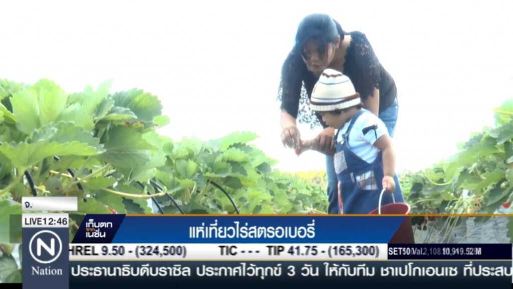 แห่เที่ยวไร่สตรอเบอรี่ แห่เที่ยวไร่สตรอเบอรี่