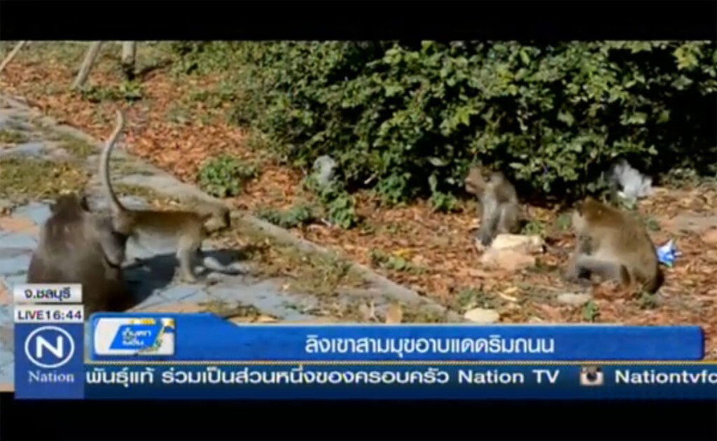 ลิงเขาสามมุขอาบแดดริมถนน ลิงเขาสามมุขอาบแดดริมถนน