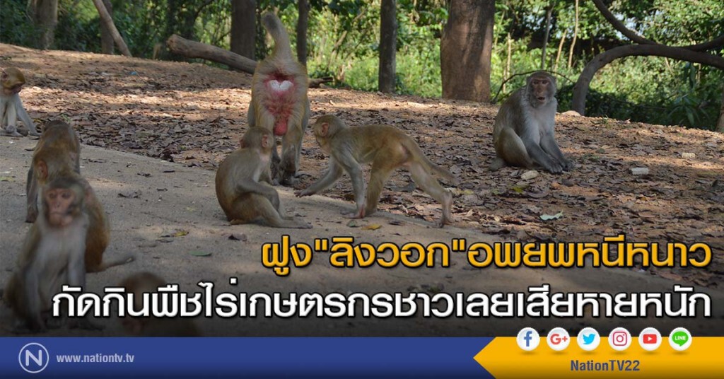 ฝูง"ลิงวอก"อพยพหนีหนาว กัดกินพืชไร่เกษตรกรชาวเลยเสียหายหนัก ฝูง"ลิงวอก"อพยพหนีหนาว กัดกินพืชไร่เกษตรกรชาวเลยเสียหายหนัก
