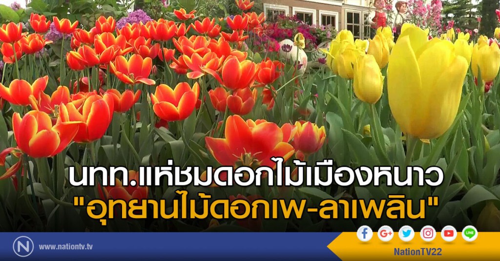แห่ชมดอกไม้เมืองหนาว "อุทยานไม้ดอกเพ-ลาเพลิน"