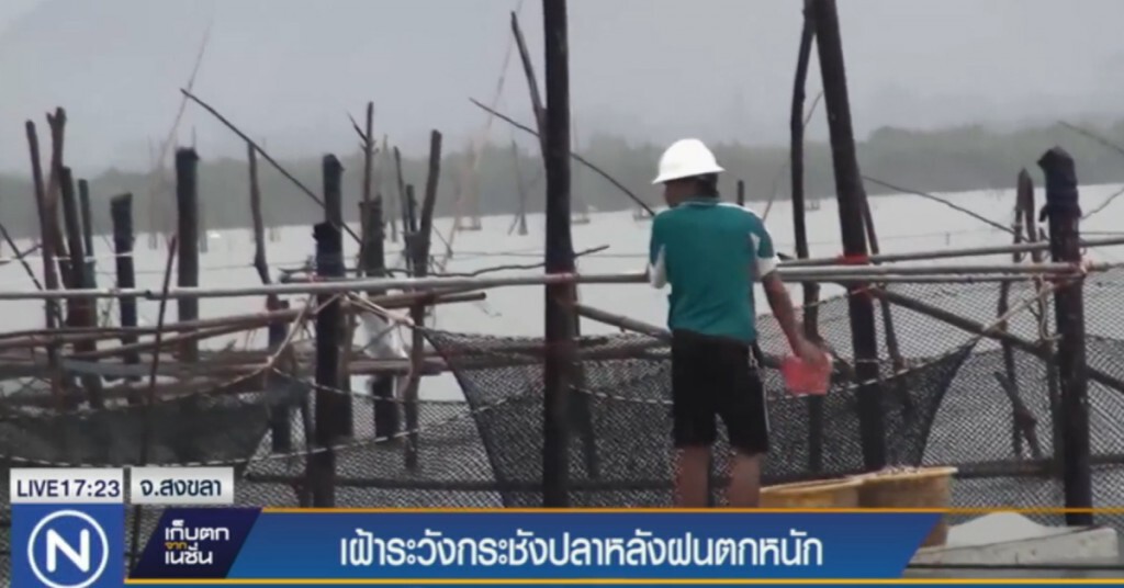 กระชังปลากะพงขาวในสงขลา เฝ้าระวัง หลังฝนตกติดต่อ 3 วัน กระชังปลากะพงขาวในสงขลา เฝ้าระวัง หลังฝนตกติดต่อ 3 วัน
