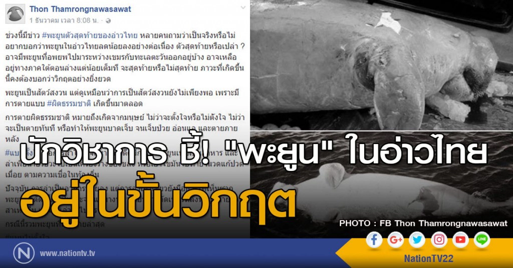 นักวิชาการชี้ "พะยูน" ในอ่าวไทยอยู่ในขั้นวิกฤติ