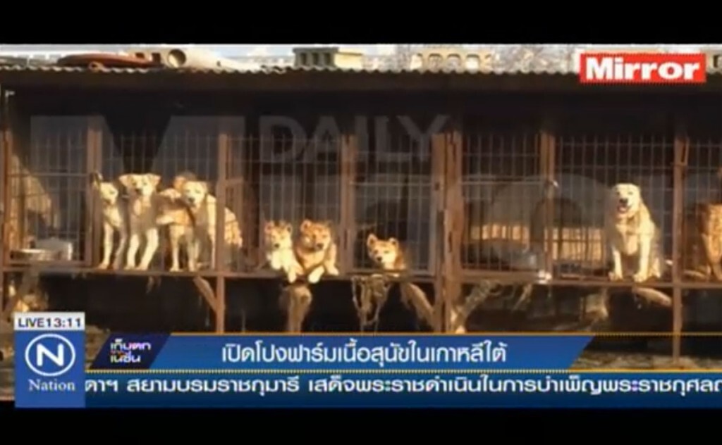 เปิดโปงฟาร์มหมานรกในเกาหลีใต้