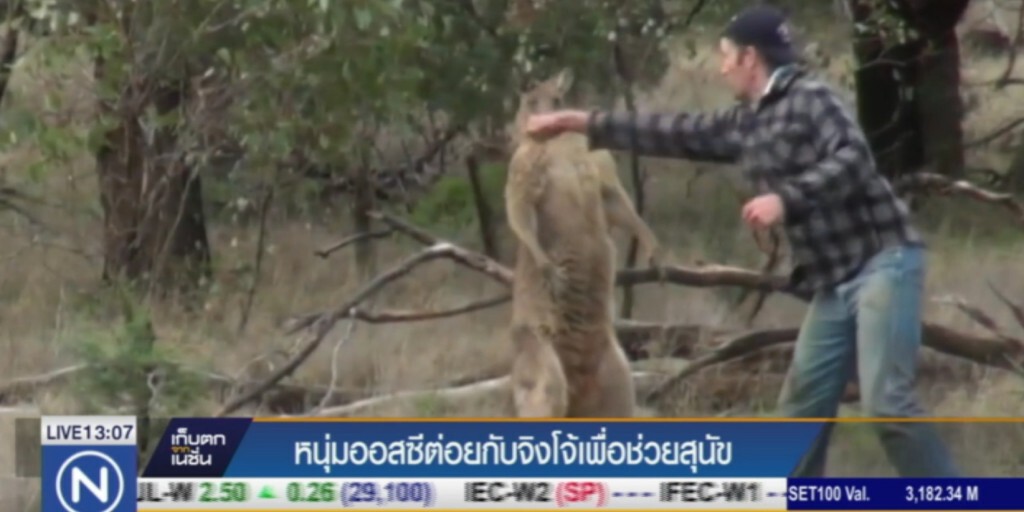 หนุ่มออสซี่ ปล่อยหมัด สอยจิงโจ้ เพื่อช่วยสุนัข หนุ่มออสซี่ ปล่อยหมัด สอยจิงโจ้ เพื่อช่วยสุนัข